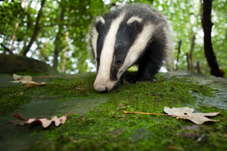 Wildtiere Im Wald 10 Schone Bilder Aus Unserer Lesergalerie