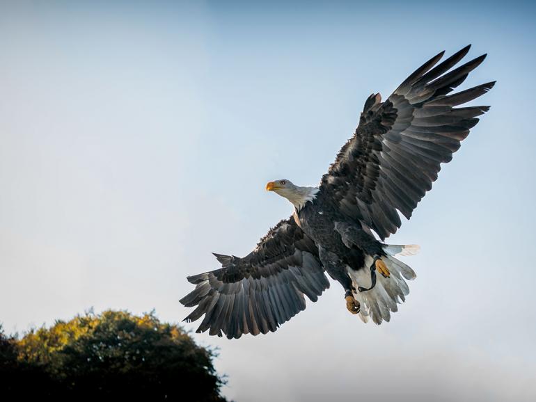 DigitalPHOTO-Akademie: Greifvogelfotografie in Remscheid