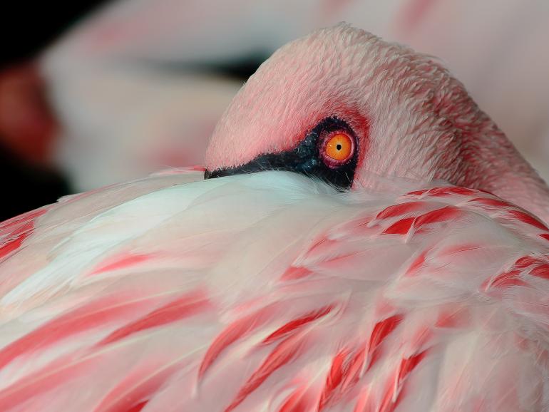 Platz 2: „Rosa Flamingo“ - aufgenommen mit einer Nikon D800/70-200.