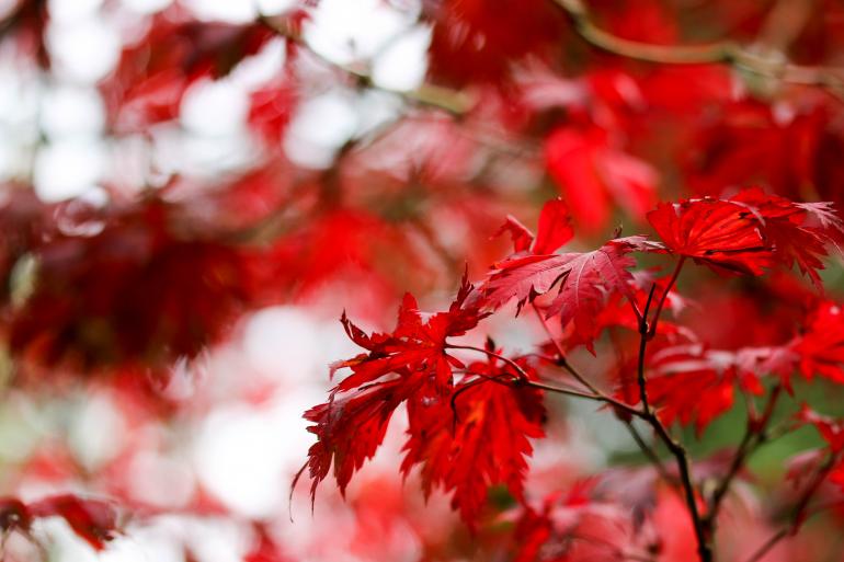 Technische Daten: Canon | Brennweite: 105 mm | ISO 100 | 1/200 sec | F/2.8