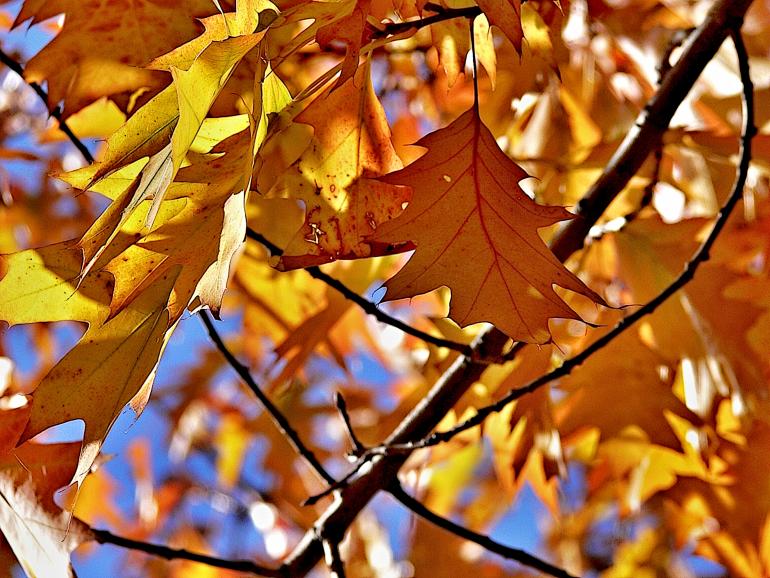 Bunte Herbstblätter: 10 schöne Nahaufnahmen aus unserer Galerie