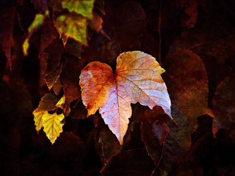 Bunte Herbstblätter: 10 schöne Nahaufnahmen aus unserer Galerie