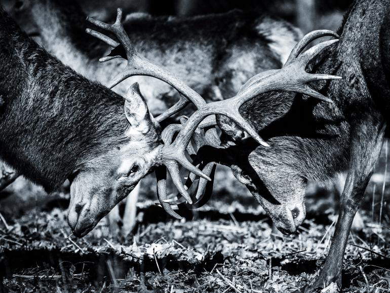 Technische Daten: Canon EOS-1D Mark IV | Brennweite: 300 mm | ISO 160 | 1/500 sec | F/4