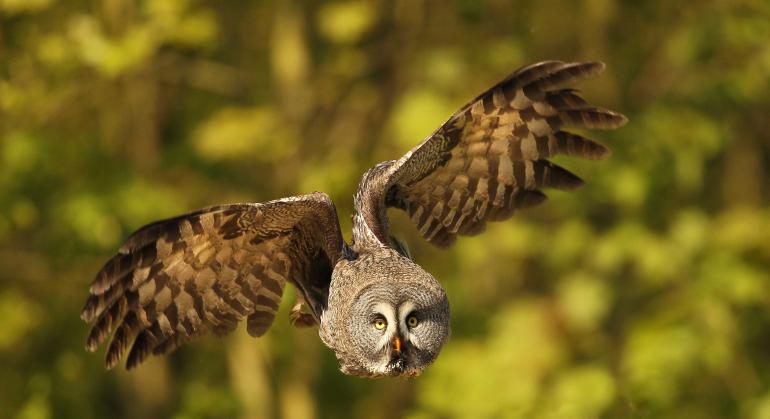 Wildtiere im Wald: 10 schöne Bilder aus unserer Galerie