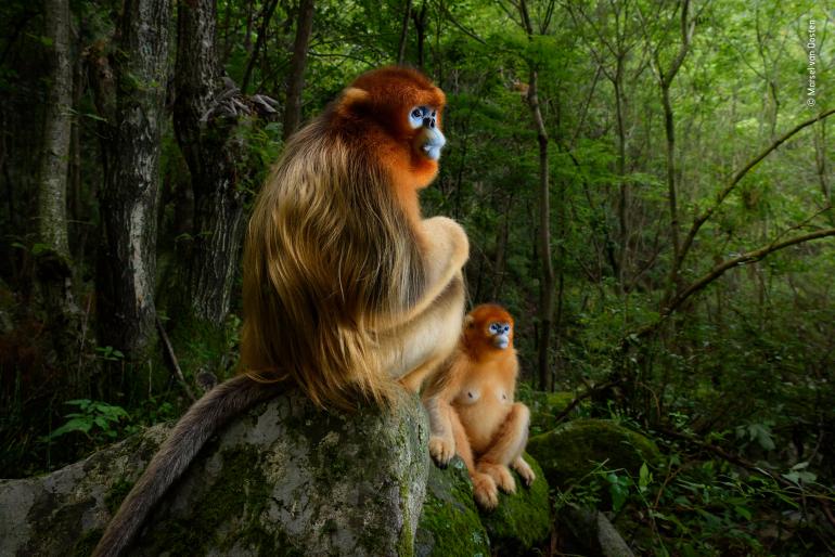 &quot;Das goldene Paar&quot; - Naturfotograf des Jahres 2018 (Quelle: Knesebeck-Verlag)