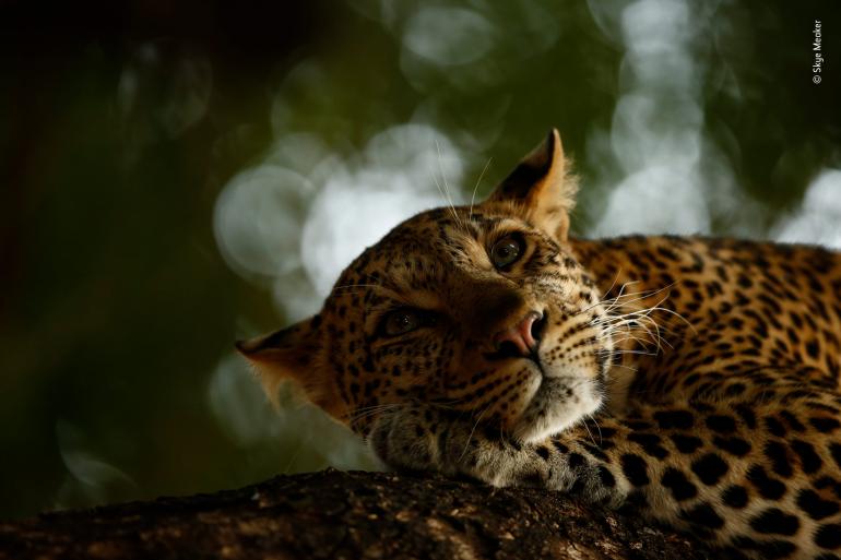 &quot;Träumender Leopard&quot; - Junger Naturfotograf des Jahres 2018, Sieger 15-17 Jahre (Quelle: Knesebeck-Verlag)
