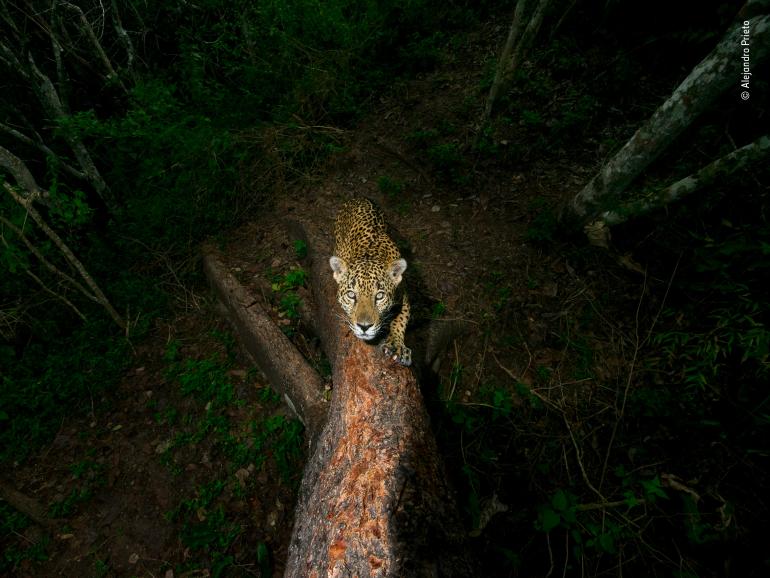 &quot;Grenzpfosten&quot; - aus der Serie: Ein Leben für den Jaguar, Naturfotojournalist des Jahres (Quelle: Knesebeck-Verlag)