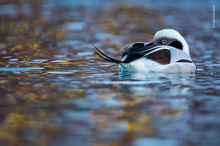 &quot;Ente meiner Träume&quot; - Junge Naturfotografen: 11- 14 Jahre (Quelle: Knesebeck-Verlag)