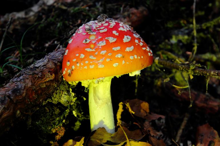 Technische Daten: | Brennweite: 82 mm | ISO 100 | 1/10 sec | F/10