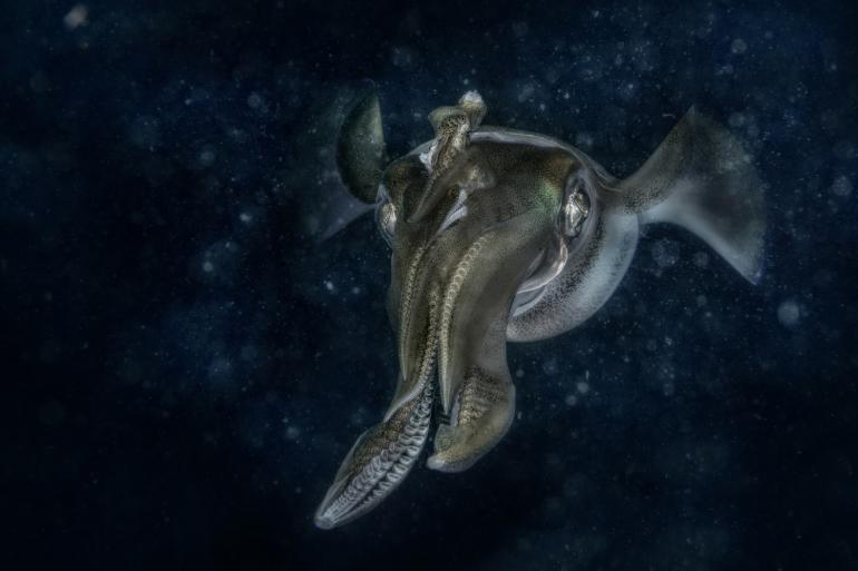 Sieger | Unter Wasser: &quot;Außerirdisches Raumschiff&quot;, Claudio Ceresi – Italien
