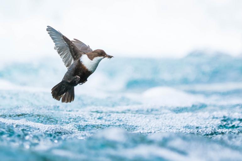 Sieger | Jugendkategorie 15 bis 17 Jahre: &quot;Wasseramsel im Flug&quot;, Simon Johnsen – Norwegen