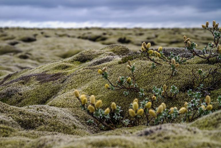 Technische Daten: | Brennweite: 53 mm | ISO 100 | 1/125 sec | F/4.5