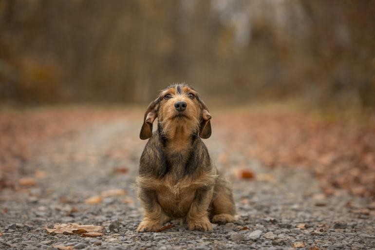 Zwergdackel | Canon EOS-1D X | 140mm | 1/400 s | F/4 | ISO 320