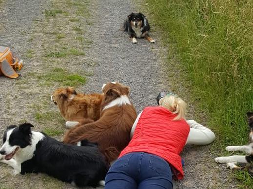 Tierfotografie: Schritt für Schritt zum Profi-Hundeporträt