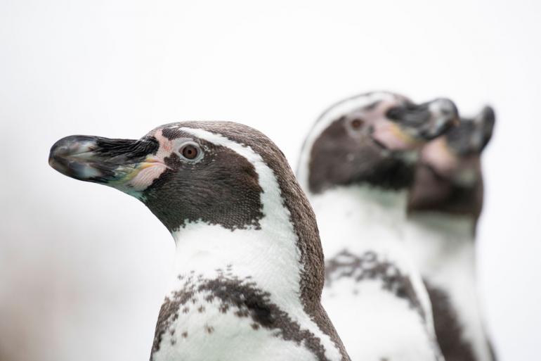 In den Zoo mit dem Superzoom: Sigmas Super-Telezoomobjektiv