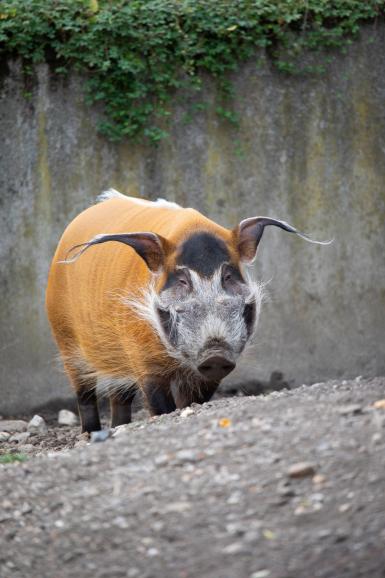 In den Zoo mit dem Superzoom: Sigmas Super-Telezoomobjektiv