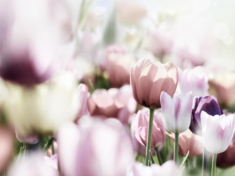 Foto-Basics: 5 Motive für den Frühling
