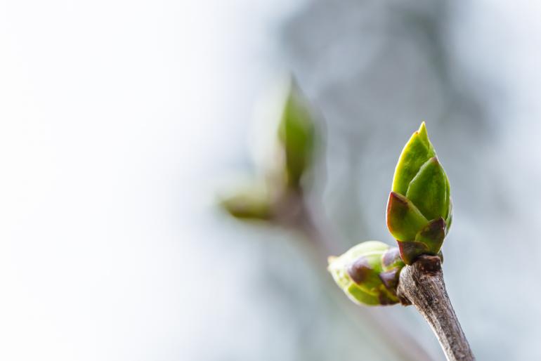 Foto-Basics: 5 Motive für den Frühling