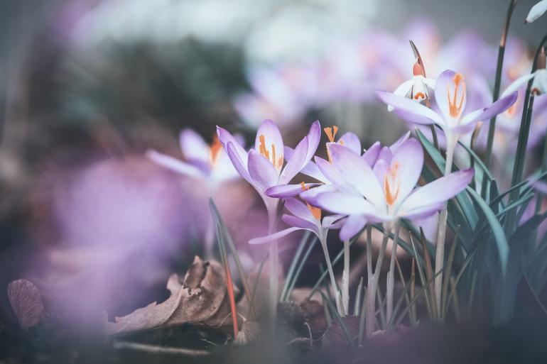 Foto-Basics: 5 Motive für den Frühling