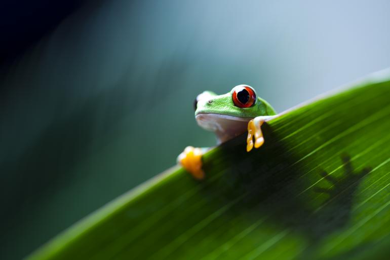 Makrofotografie: Motive der Makrowelt