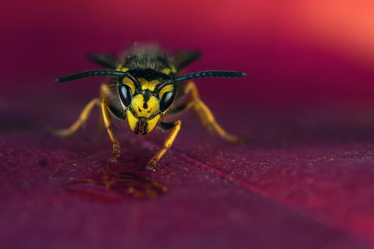 Schöne Fotos trotz Corona: 5 geniale Tipps für Makro-Fans