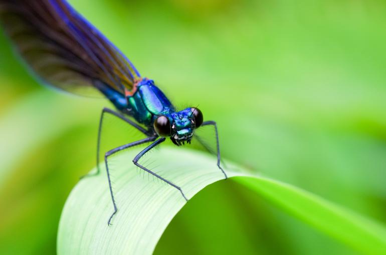 Schöne Fotos trotz Corona: 5 geniale Tipps für Makro-Fans