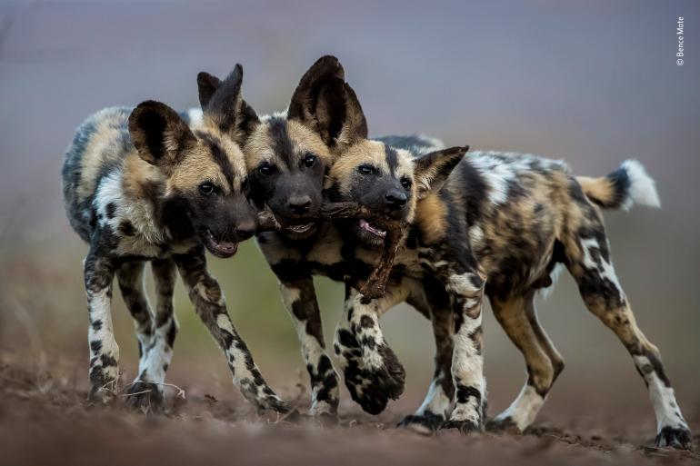 One Toy, Three Dogs