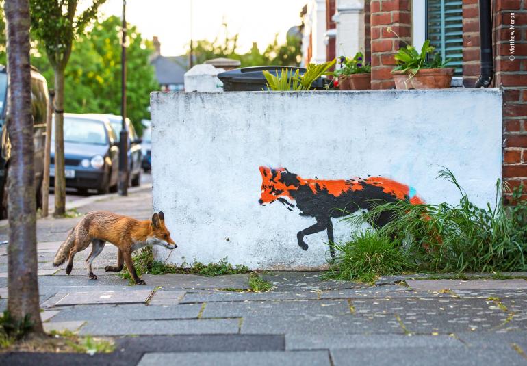 Fox Meets Fox