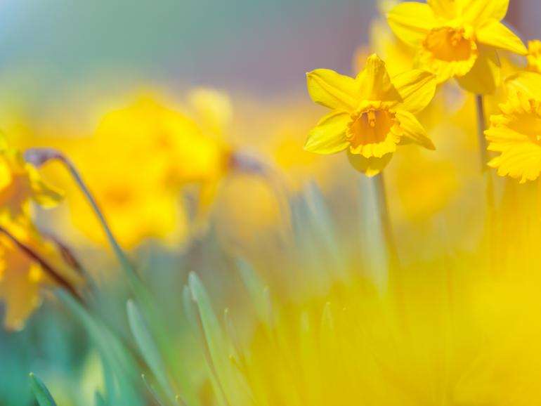 Foto-Basics: Diese Blütezeiten sollten Sie kennen!