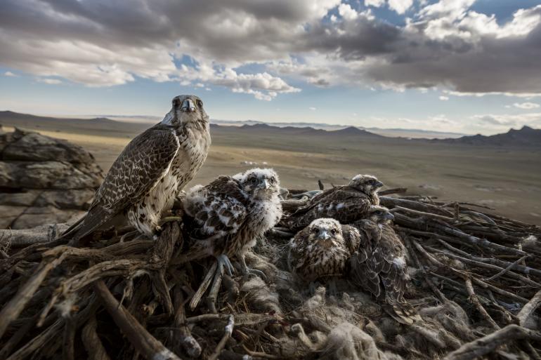 World Press Photo Contests 2019: Das sind die Gewinner
