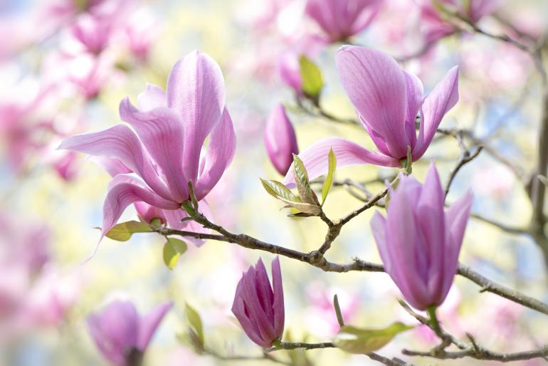 Pflanzenfotografie: Jacky Parker stellt ihre blumige Arbeit vor