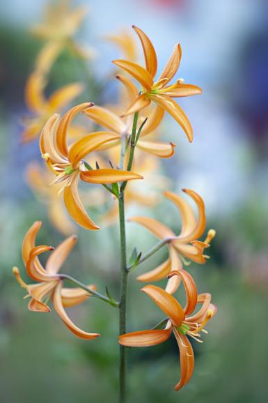 Pflanzenfotografie: Jacky Parker stellt ihre blumige Arbeit vor