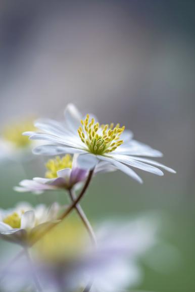 Pflanzenfotografie: Jacky Parker stellt ihre blumige Arbeit vor