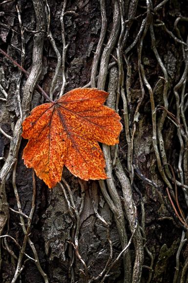 DigitalPHOTO Fotowettbewerb: Das sind die Gewinner der "52 Fotoaufgaben"