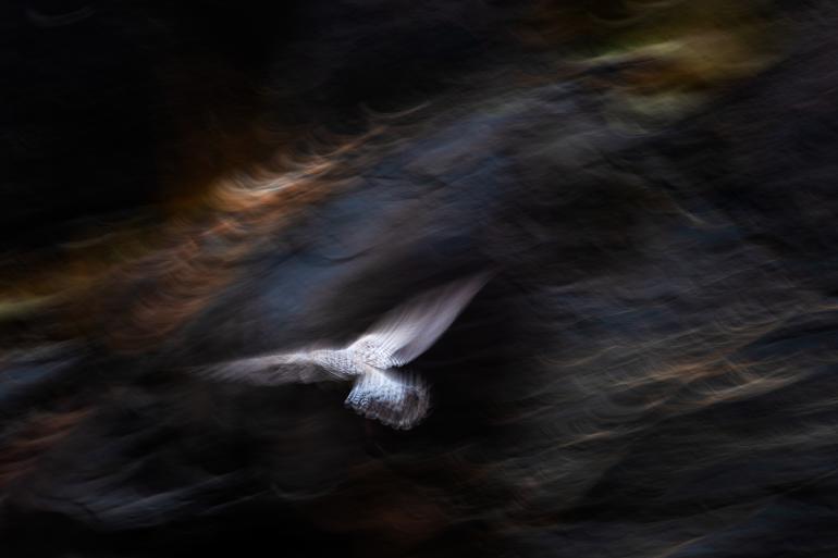 Naturfotografie: GDT Naturfotograf des Jahres 2019, die Gewinner stehen fest! 