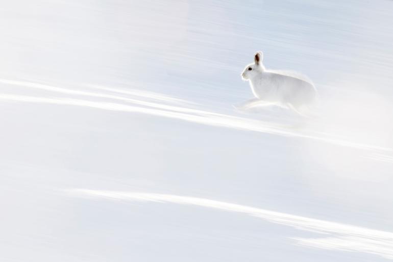 Naturfotografie: GDT Naturfotograf des Jahres 2019, die Gewinner stehen fest! 