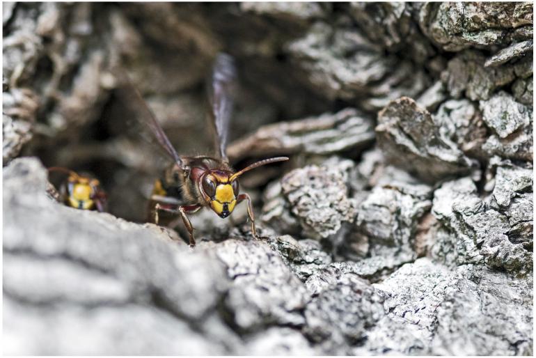 Makrofotografie: Die Top 10 des Leserwettbewerbs steht fest!