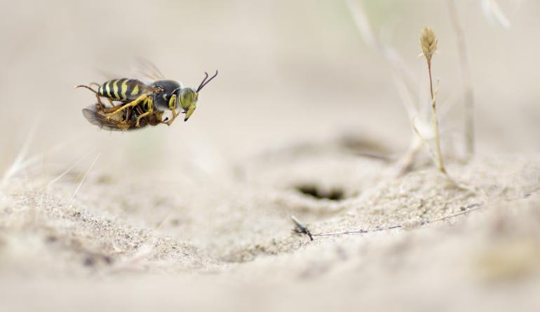 Makrofotografie: Die Top 10 des Leserwettbewerbs steht fest!