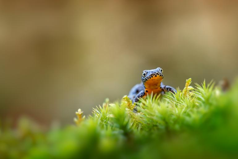 Makrofotografie: Die Top 10 des Leserwettbewerbs steht fest!