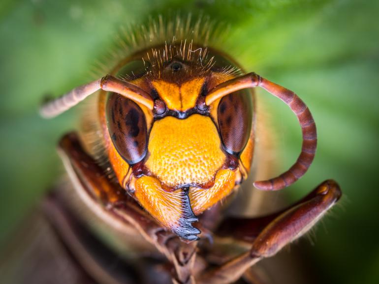 Makrofotografie: Die Top 10 des Leserwettbewerbs steht fest!