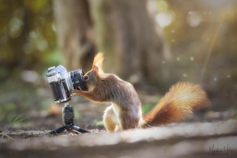 Tierfotografie: 11 süße und witzige Aufnahmen aus der Lesergalerie