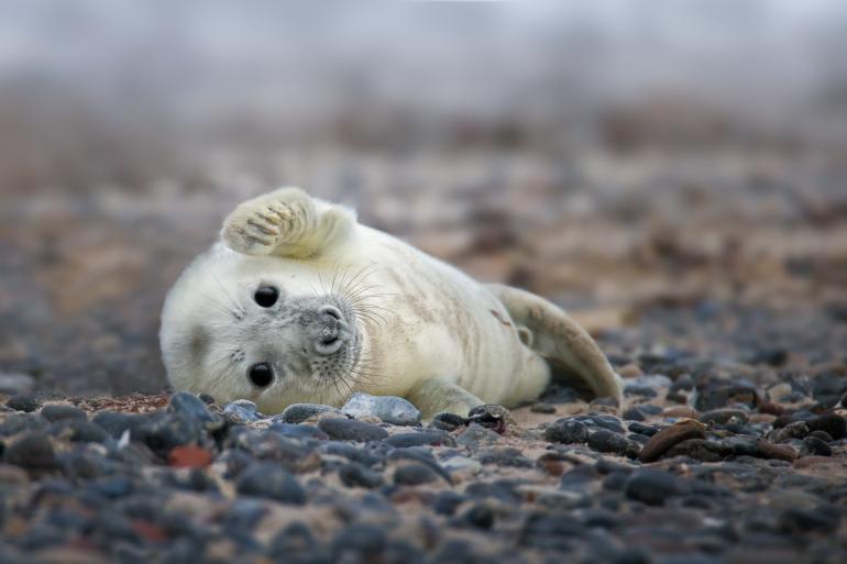 Tierfotografie: 11 süße und witzige Aufnahmen aus der Lesergalerie