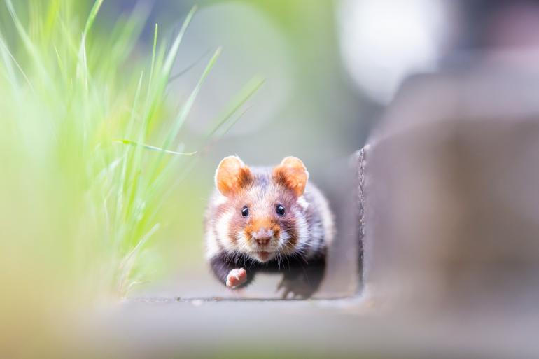 Tierfotografie: 11 süße und witzige Aufnahmen aus der Lesergalerie