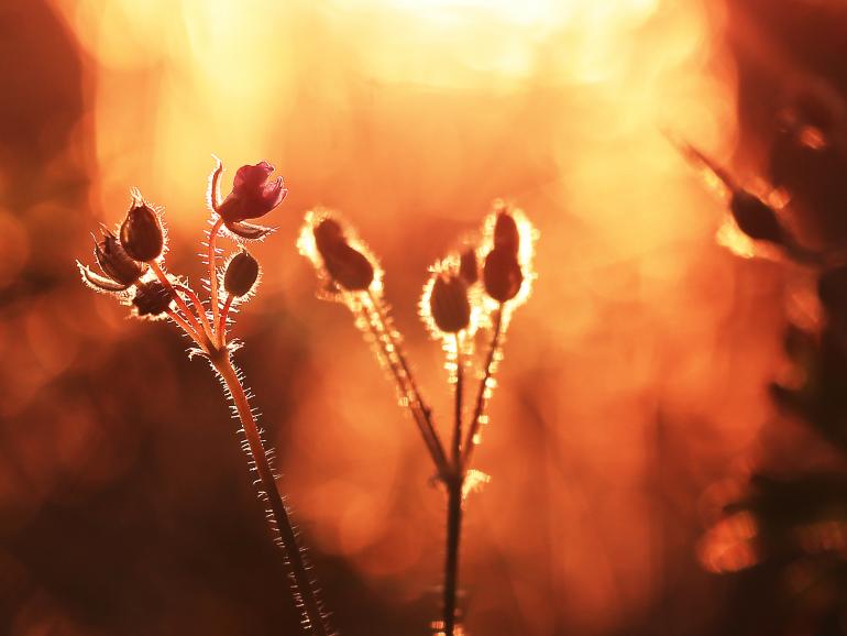 Foto-Basics: Pflanzen bei Dämmerung