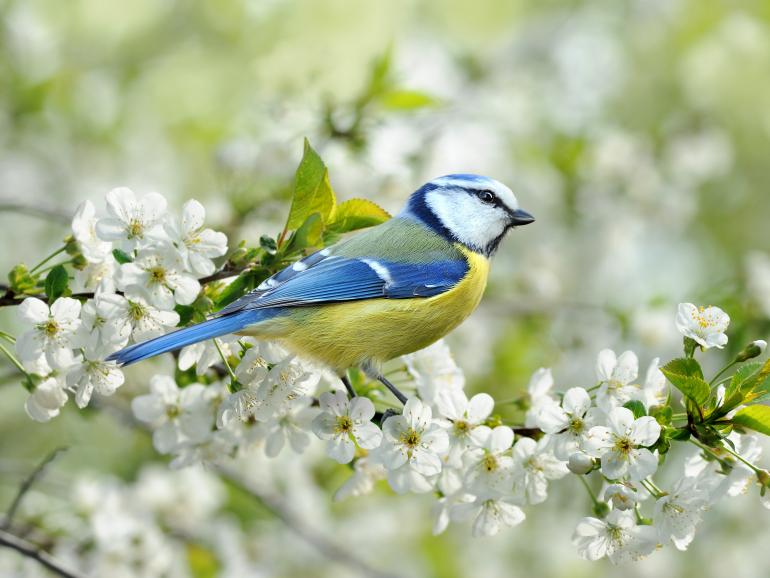 Foto-Basics: Vogelfotos mit Blickkontakt