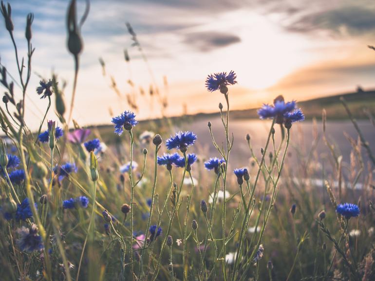 Foto-Basics: Makro im Gegenlicht