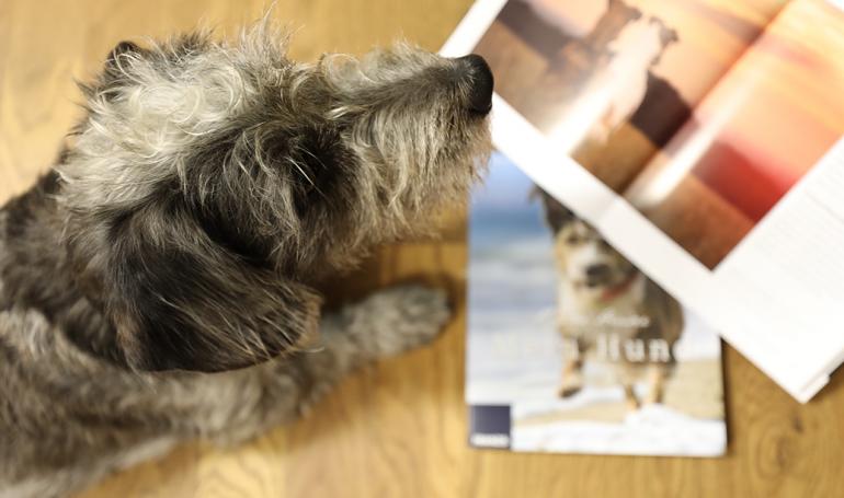 Ein Hund im Büro?! Wir stellen unser jüngstes Redaktions-Mitglied vor