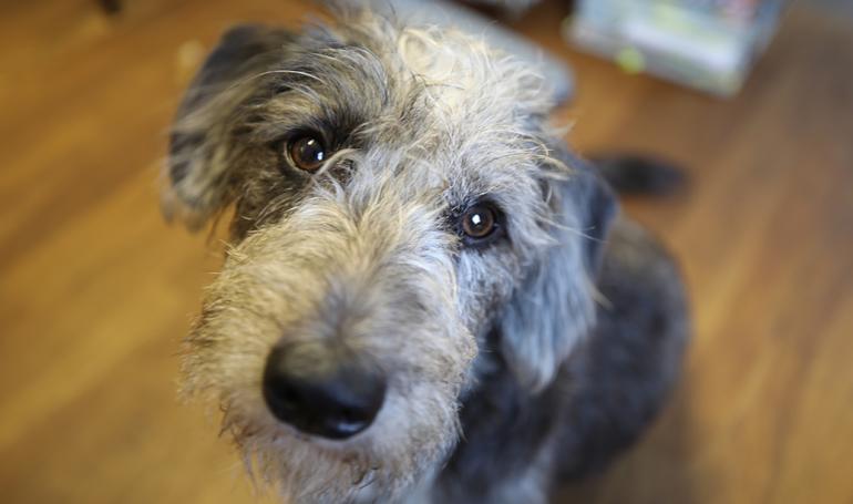 Ein Hund im Büro?! Wir stellen unser jüngstes Redaktions-Mitglied vor