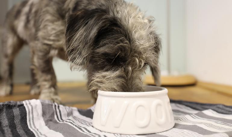 Ein Hund im Büro?! Wir stellen unser jüngstes Redaktions-Mitglied vor