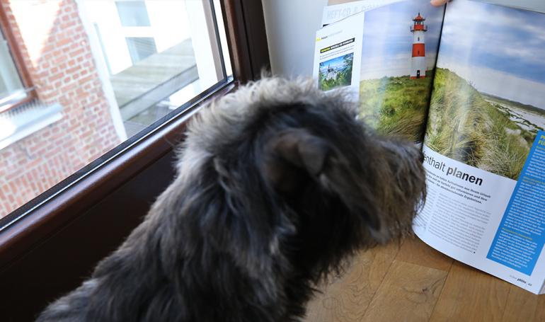 Ein Hund im Büro?! Wir stellen unser jüngstes Redaktions-Mitglied vor